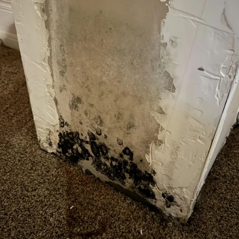Professional Mold Removal in Flint, MI